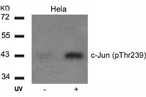 Western blot analysis of extracts from Hela cells untreated or treated with UV using c-Jun(Phospho-Thr239) Antibody. (C-JUN 抗体  (pThr239))