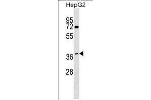 Western blot analysis in HepG2 cell line lysates (35ug/lane). (DCAF7 抗体  (C-Term))