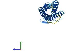 AlphaFold protein structure predicition of Human Recombinant LIM2 Protein, UniprotID P55344