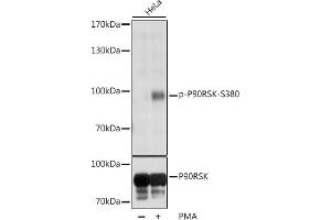 Western blot analysis of extracts of various cell lines, using Phospho-p90Rsk/RSK1/RPS6K-S380 antibody (ABIN6135275, ABIN6136172, ABIN6136173 and ABIN6225586) at 1:1000 dilution or RPS6K antibody (5718). (RPS6KA1 抗体  (pSer380))
