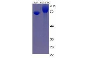 Image no. 1 for Vitamin D3 protein (BSA) (ABIN1880134) (Vitamin D3 Protein (BSA))