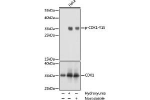 Western blot analysis of extracts of NIH/3T3 cells, using phospho-STK4-T387 pAb (ABIN3019442, ABIN3019443, ABIN3019444 and ABIN6225371) at 1:1000 dilution or CDK1 antibody (ABIN3020706, ABIN3020707, ABIN3020708 and ABIN6213683). (CDK1 抗体  (pTyr15))