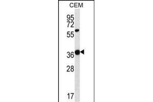 WNT16 Antibody (C-term) (ABIN657146 and ABIN2846282) western blot analysis in CEM cell line lysates (35 μg/lane). (WNT16 抗体  (C-Term))