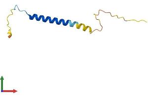 AlphaFold protein structure predicition of Mouse Recombinant Fxyd7 Protein, UniprotID P59648