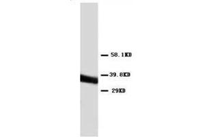 Western blot analysis of Hela cell lysis using Annexin V antibody (Annexin V 抗体  (C-Term))
