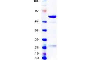 BRAF Protein (Myc-DYKDDDDK Tag)