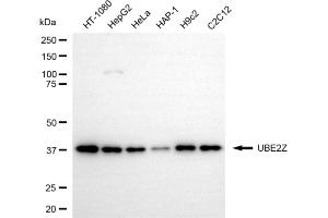 Western blotting analysis using UBE2Z antibody (ABIN7800755). (UBE2Z 抗体)