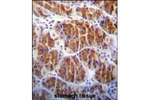Cdc14 Antibody immunohistochemistry analysis in formalin fixed and paraffin embedded human stomach tissue followed by peroxidase conjugation of the secondary antibody and DAB staining. (CDC14A 抗体)