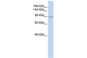 Image no. 1 for anti-Zinc Finger CCCH-Type Containing 7A (ZC3H7A) (AA 360-409) antibody (ABIN6742233)
