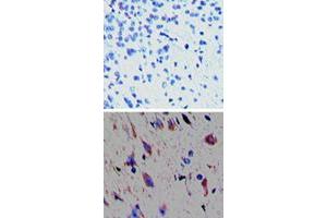 Immunohistochemical analysis of TAAR1 in paraffin-embedded formalin-fixed mouse brain tissue. (TAAR1 抗体  (AA 200-230))