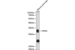 Western blot analysis of extracts of mouse pancreas, using SFRP2 antibody  at 1:3000 dilution. (SFRP2 抗体  (AA 141-295))