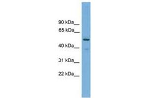Image no. 1 for anti-Tripartite Motif Containing 38 (TRIM38) (AA 287-336) antibody (ABIN6745631) (TRIM38 抗体  (AA 287-336))