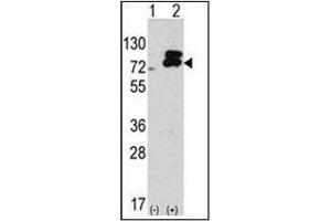 Western blot analysis of Autophagy ATG7 (C-term) in 293 cell line lysates transiently transfected with the ATG7 gene (2 µg/Lane).