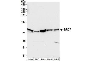 Western Blotting (WB) image for anti-Bromodomain Containing 7 (BRD7) (AA 601-651) antibody (ABIN7454819)