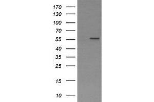 Image no. 1 for anti-Phosphoribosyl Pyrophosphate Amidotransferase (PPAT) (AA 42-278) antibody (ABIN1491500) (PPAT 抗体  (AA 42-278))