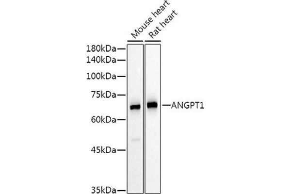 Angiopoietin 1 抗体  (AA 260-400)