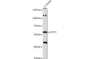 Western blot analysis of extracts of U-251MG cells, using CHST2 antibody (ABIN7266067) at 1:1000 dilution. (CHST2 抗体  (AA 231-530))