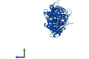 AlphaFold protein structure predicition of Human Recombinant PADI1 Protein, UniprotID Q9ULC6