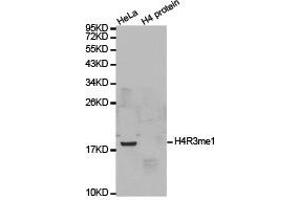 Western blot analysis of extracts of HeLa cell line and H4 protein expressed in E. (Histone 3 抗体  (meArg3))