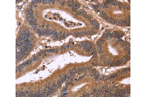 Immunohistochemistry (IHC) image for anti-Cell Division Cycle 37-Like 1 (CDC37L1) antibody (ABIN2429747) (CDC37L1 抗体)