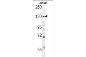EHMT2 Antibody (N-term) (ABIN651717 and ABIN2840372) western blot analysis in Jurkat cell line lysates (15 μg/lane). (EHMT2 抗体  (N-Term))