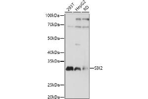 Western blot analysis of extracts of various cell lines, using SIX2 antibody (ABIN7270329) at 1:1000 dilution. (SIX2 抗体  (C-Term))