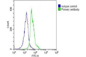Overlay histogram showing THP-1 cells stained with (ABIN651940 and ABIN2840466) (green line). (VLDLR 抗体  (AA 484-510))