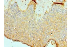 Immunohistochemistry of paraffin-embedded human skin tissue using ABIN7160711 at dilution of 1:100 (ASMTL 抗体  (AA 1-290))
