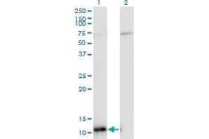 Western Blot analysis of ERH expression in transfected 293T cell line by ERH monoclonal antibody (M14), clone 4A10. (ERH 抗体  (AA 1-104))