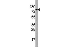Western Blotting (WB) image for anti-Eukaryotic Translation Initiation Factor 4B (EIF4B) (AA 353-382) antibody (ABIN3028643)