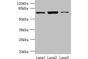 CCDC116 抗体  (AA 1-300)