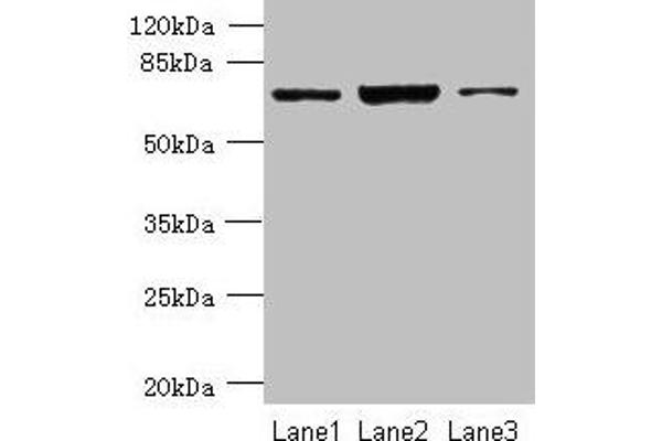 CCDC116 抗体  (AA 1-300)