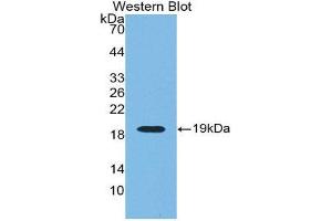Western Blotting (WB) image for anti-Renalase, FAD-Dependent Amine Oxidase (RNLS) (AA 18-150) antibody (ABIN1860461) (RNLS 抗体  (AA 18-150))