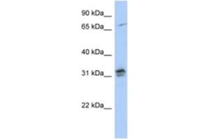 Western Blotting (WB) image for anti-H1 Histone Family, Member O, Oocyte-Specific (H1FOO) antibody (ABIN2463933) (H1FOO 抗体)