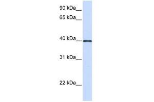 Glycoprotein 2 antibody used at 1 ug/ml to detect target protein. (GP2 抗体)