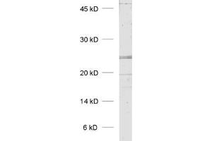 dilution: 1 : 1000, sample: rat placenta homogenate (KDELR1 抗体  (AA 192-212))