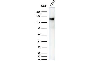 Western Blot Analysis of K562 cell lysate using CD43 Mouse Monoclonal Antibody (DF-T1). (CD43 抗体)