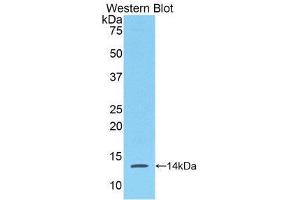 Western Blotting (WB) image for anti-Serum Amyloid A (SAA) (AA 20-122) antibody (ABIN1860493)