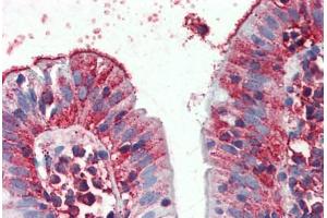 Anti-C8orf55 antibody  ABIN960747 IHC staining of human small intestine. (THEM6 抗体  (Internal Region))