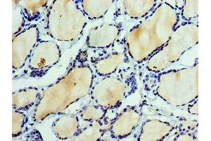 Immunohistochemistry of paraffin-embedded human thyroid tissue using ABIN7151875 at dilution of 1:100 (Ephrin A3 抗体  (AA 23-214))
