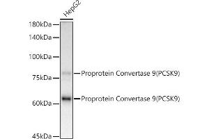 Western blot analysis of extracts of HepG2 cells, using Proprotein Convertase 9(PCSK9) antibody (ABIN7269570) at 1:1000 dilution. (PCSK9 抗体)