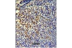 TP3 Antibody (C-term) (ABIN651194 and ABIN2840125) IHC analysis in formalin fixed and paraffin embedded tonsil followed by peroxidase conjugation of the secondary antibody and DAB staining. (TPPP3 抗体  (AA 117-146))