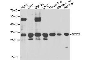 Western blot analysis of extracts of various cell lines, using SCO2 antibody. (SCO2 抗体)