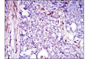 Immunohistochemistry (IHC) image for anti-Niemann-Pick Disease, Type C1 (NPC1) (AA 34-174) antibody (ABIN1845969) (NPC1 抗体  (AA 34-174))