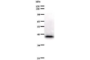 Western Blotting (WB) image for anti-c-Fos (c-Fos) antibody (ABIN931043) (c-FOS 抗体)