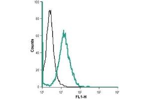 Cell surface detection of BAI1 in live intact human HL-60 promyelocytic leukemia cell line: (black line) Unstained cells + goat-anti-rabbit-AlexaFluor-488 secondary antibody. (ADGRB1 抗体  (Extracellular))