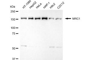 Western blotting analysis using MRC1 antibody (ABIN7799330).