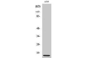 Western Blotting (WB) image for anti-Ribosomal Protein L30 (RPL30) (C-Term) antibody (ABIN3177238) (RPL30 抗体  (C-Term))