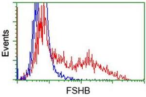 HEK293T cells transfected with either RC214616 overexpress plasmid (Red) or empty vector control plasmid (Blue) were immunostained by anti-FSHB antibody (ABIN2453055), and then analyzed by flow cytometry. (FSHB 抗体)