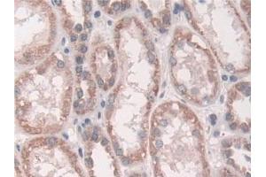 Detection of Grb10 in Human Kidney Tissue using Polyclonal Antibody to Growth Factor Receptor Bound Protein 10 (Grb10) (GRB10 抗体  (AA 392-594))